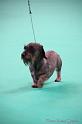 Crufts2011_2 1320